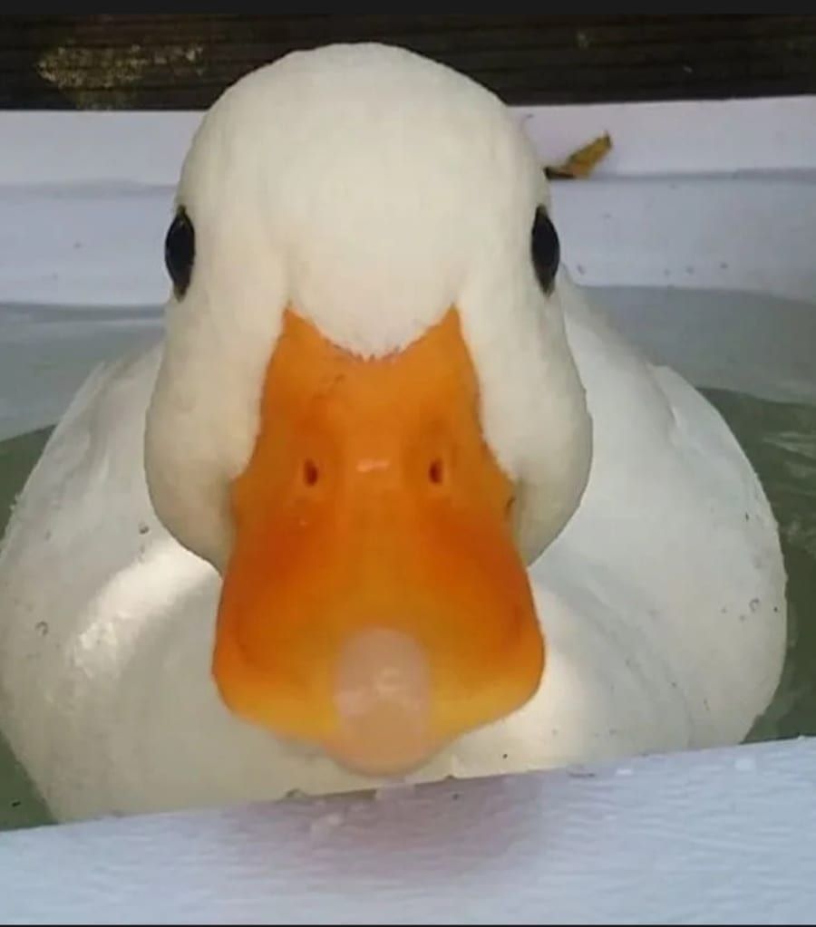 Profil von Lasana